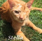 Stella. 2015